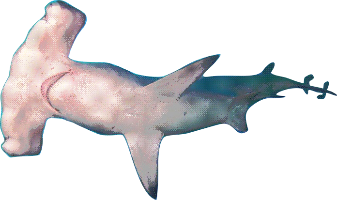 Hammerhead Shark